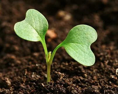  2015/04/Plant-the-seed-e1434490013998.jpg 