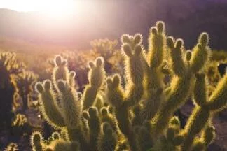  2015/10/SPt-desert-cacti.jpeg 
