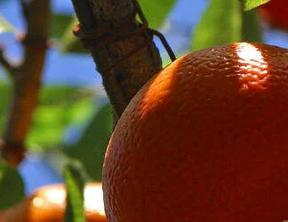  2015/11/Orange-tree-detail-_324x250.jpg 
