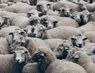  2018/10/Sheep-Thumb.jpg 