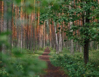  2019/09/Path-1-Thumb.jpg 
