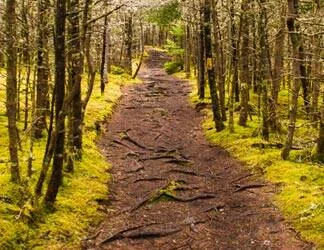  2019/12/Path-8-Thumb.jpg 